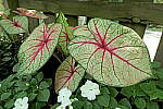 Click to see YC-0172-EDT.JPG