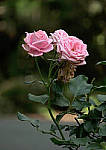 Click to see YC-0173-EDT.JPG