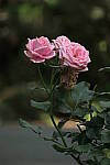 Click to see YC-0173.JPG