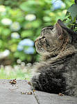 Click to see YC-0207-EDT.JPG