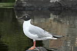Click to see YP1015251.JPG
