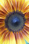 Click to see YP1015357.JPG
