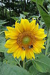 Click to see YP1015436.JPG