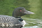 Click to see YP1015478.JPG