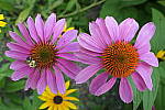 Click to see YP1015569.JPG