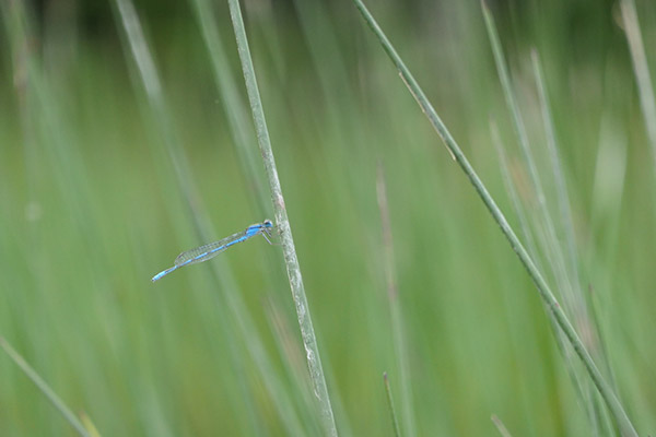Panasonic ZS200 Review: Field Test -- Gallery Image