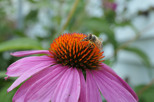 Panasonic ZS200 Review: Field Test -- Gallery Image