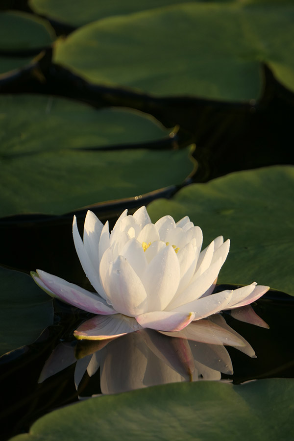 Panasonic ZS200 Review: Field Test -- Gallery Image