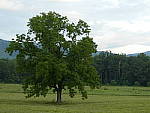 Click to see YP1000640.JPG