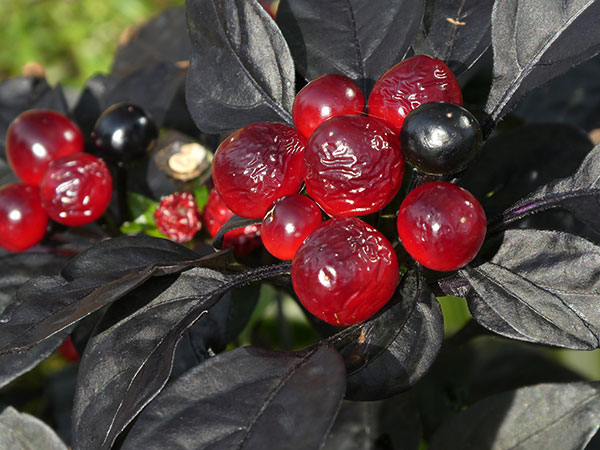 Panasonic ZS70 review -- Sample photo