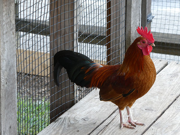 Panasonic ZS70 review -- Sample photo