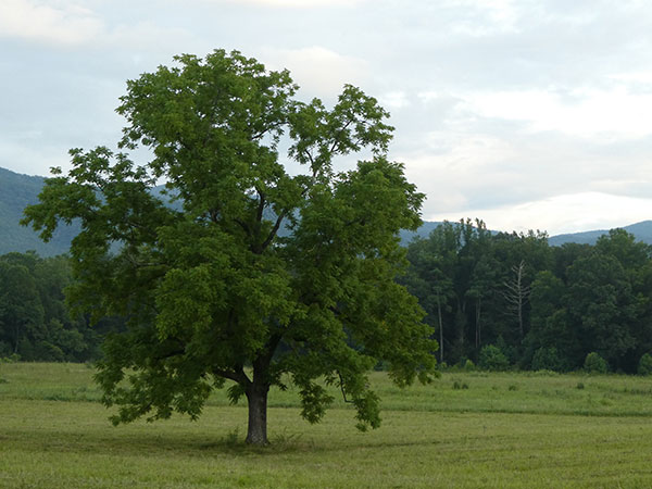 Panasonic ZS70 review -- Sample photo
