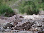Click to see YIMGP2620.JPG