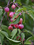 Click to see YIMGP2777.JPG