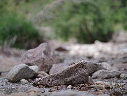 Pentax 645Z shooter's report photo