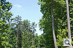 Click to see K01PINE_ACRu450r03.JPG