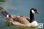 Click to see YIMGP0803.JPG
