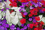 Click to see YIMGP4621.JPG