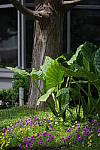 Click to see YIMGP4687.JPG