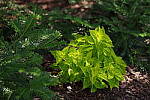 Click to see YIMGP4714.JPG