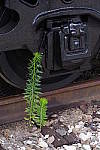 Click to see YIMGP4888.JPG