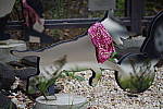 Click to see YIMGP4995.JPG