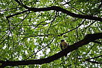 Click to see YIMGP5029.JPG
