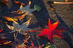 Click to see YIMGP5667.JPG