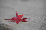 Click to see YIMGP5689.JPG