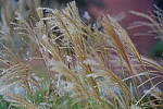 Click to see YIMGP5740.JPG