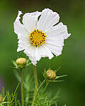 Click to see Y-JG-PENTAX-K3-III-0056-MOD.JPG