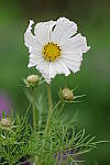 Click to see Y-JG-PENTAX-K3-III-0056.JPG