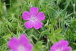 Click to see Y-JG-PENTAX-K3-III-0076.JPG