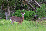 Click to see Y-JG-PENTAX-K3-III-0132-MOD.JPG