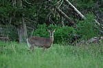 Click to see Y-JG-PENTAX-K3-III-0132.JPG