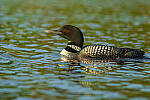 Click to see Y-JG-PENTAX-K3-III-0354-MOD.JPG