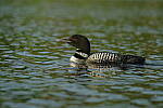 Click to see Y-JG-PENTAX-K3-III-0354.JPG