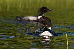 Click to see Y-JG-PENTAX-K3-III-0470-MOD.JPG