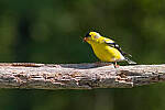 Click to see Y-JG-PENTAX-K3-III-0521-MOD.JPG