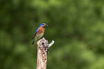 Click to see Y-JG-PENTAX-K3-III-0542-MOD.JPG