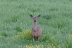 Click to see Y-JG-PENTAX-K3-III-0590.JPG