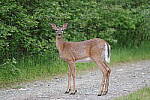 Click to see Y-JG-PENTAX-K3-III-0616.JPG