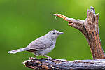 Click to see Y-JG-PENTAX-K3-III-0648-MOD.JPG