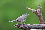 Click to see Y-JG-PENTAX-K3-III-0648.JPG
