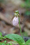 Click to see Y-JG-PENTAX-K3-III-0666.JPG