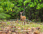 Click to see Y-JG-PENTAX-K3-III-0670-MOD.JPG