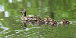 Click to see Y-JG-PENTAX-K3-III-0693-MOD.JPG