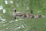 Click to see Y-JG-PENTAX-K3-III-0693.JPG