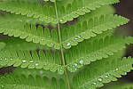Click to see Y-JG-PENTAX-K3-III-0701.JPG