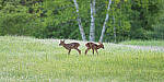Click to see Y-JG-PENTAX-K3-III-0715-MOD.JPG